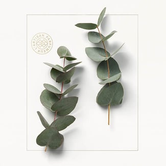 EUCALYPTUS_GLOBULUS_INGREDIENT_IMAGE